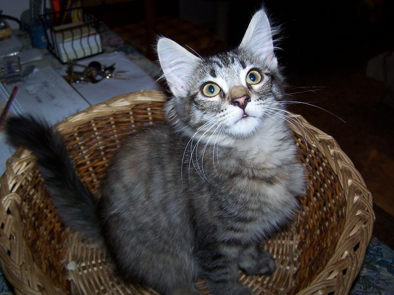 Gatti Norvegesi - cuccioli
