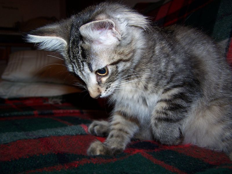 Gatti Norvegesi - cuccioli