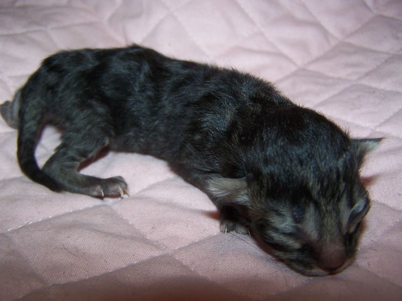 Gatti Norvegesi - cuccioli
