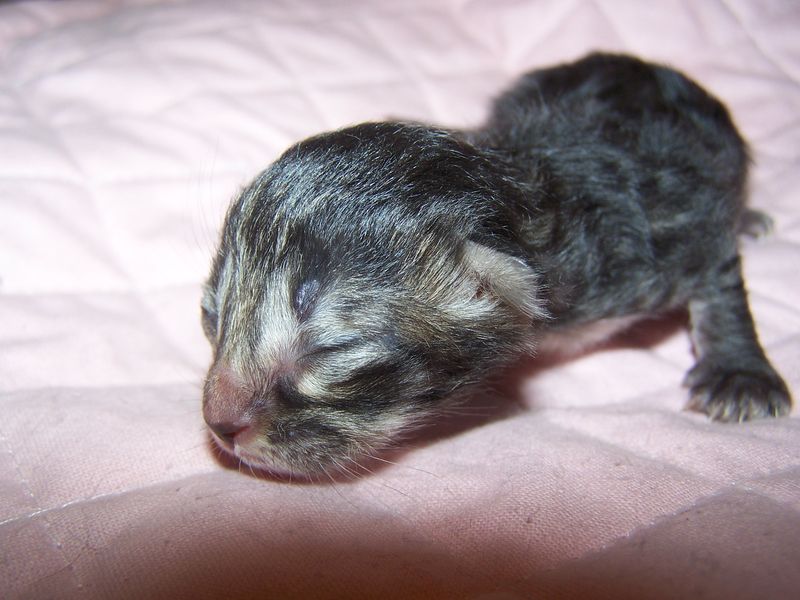 Gatti Norvegesi - cuccioli