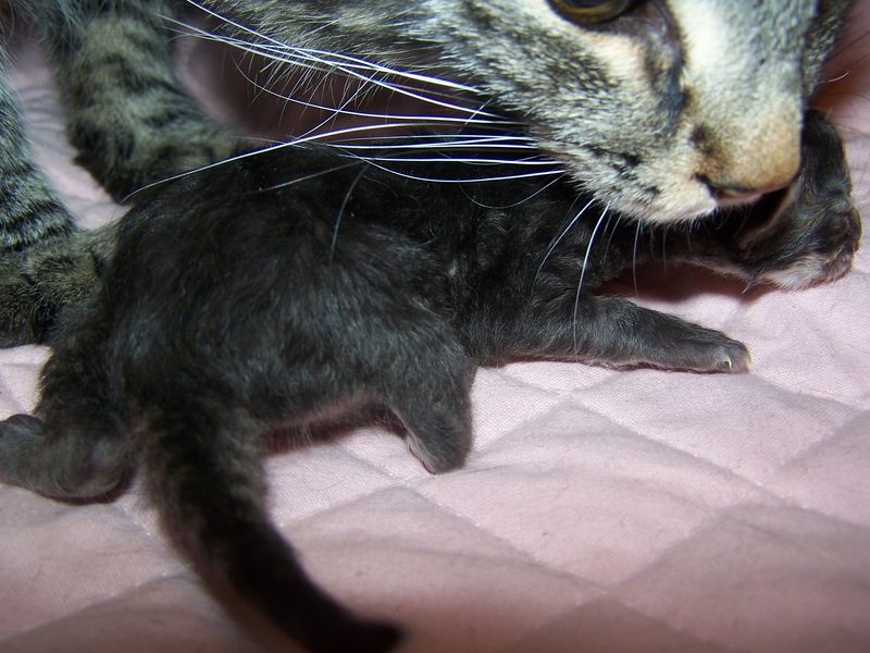 Gatti Norvegesi - cuccioli