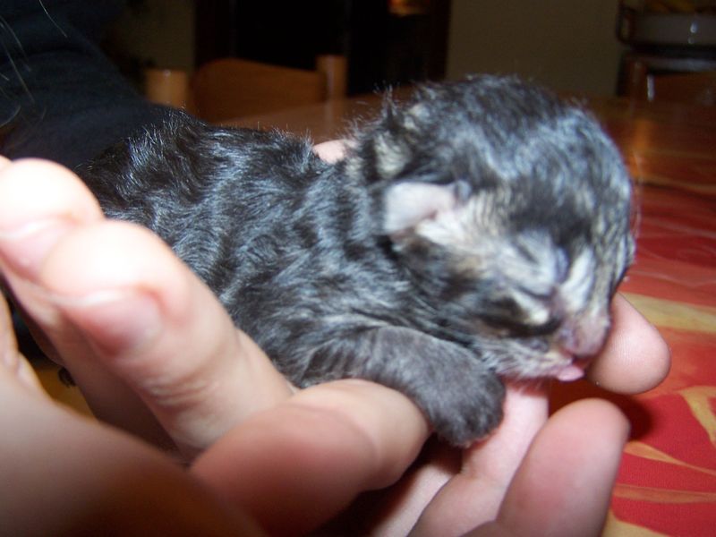Gatti Norvegesi - cuccioli