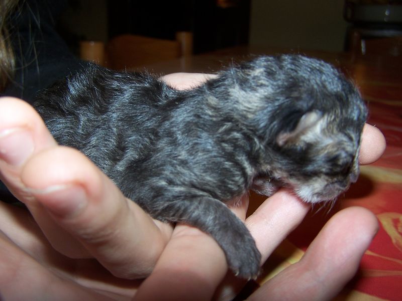Gatti Norvegesi - cuccioli