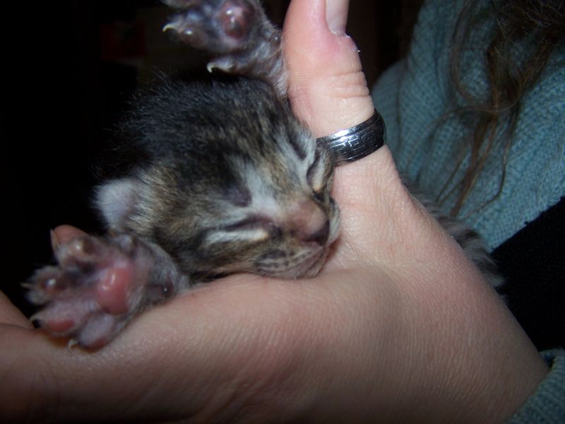 Gatti Norvegesi - cuccioli