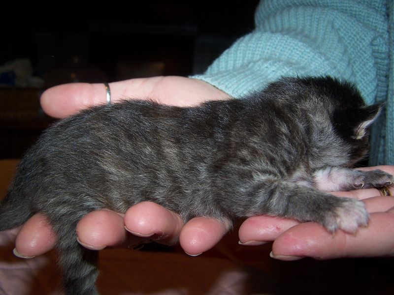 Gatti Norvegesi - cuccioli