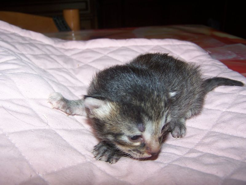 Gatti Norvegesi - cuccioli