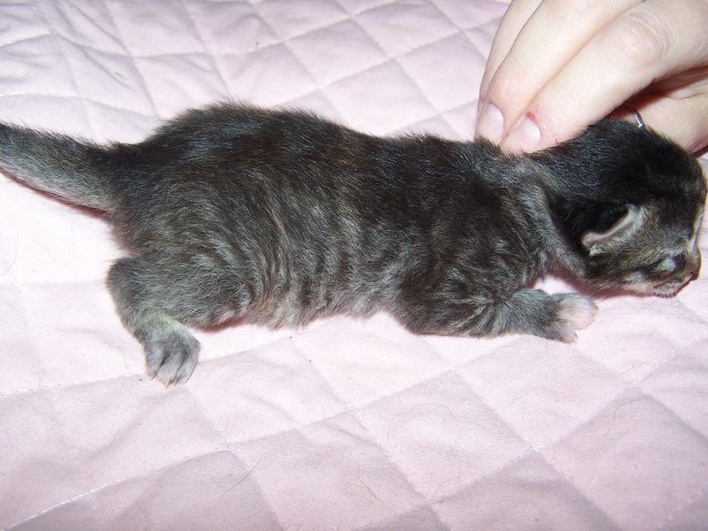 Gatti Norvegesi - cuccioli