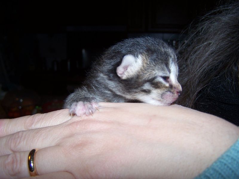 Gatti Norvegesi - cuccioli