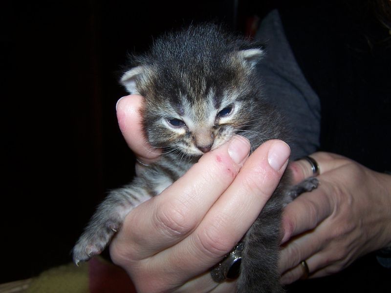 Gatti Norvegesi - cuccioli
