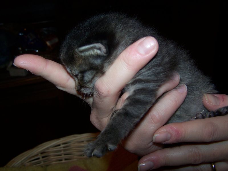 Gatti Norvegesi - cuccioli