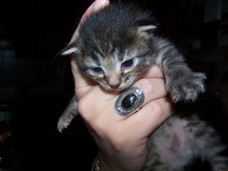 Gatti Norvegesi - cuccioli