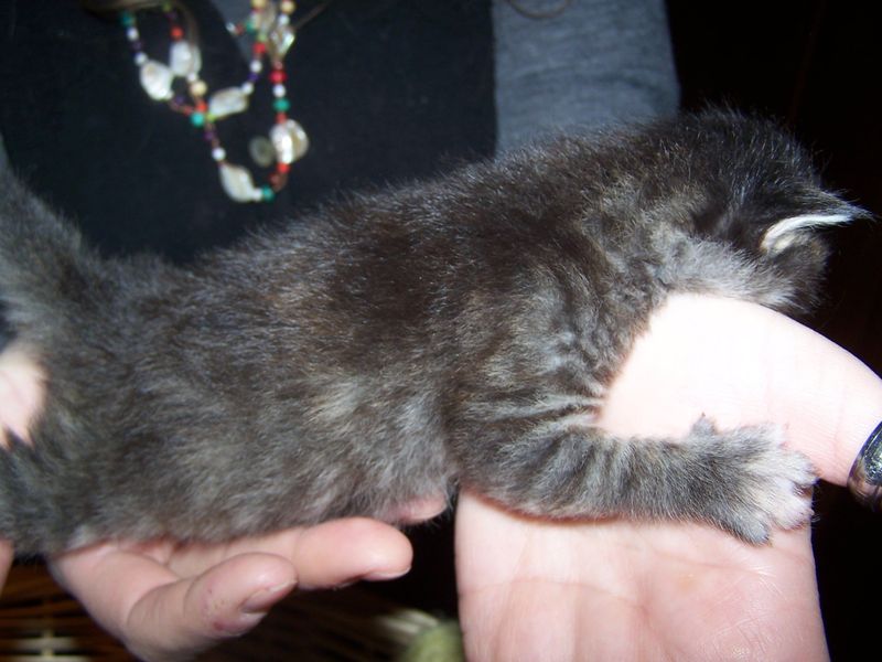 Gatti Norvegesi - cuccioli