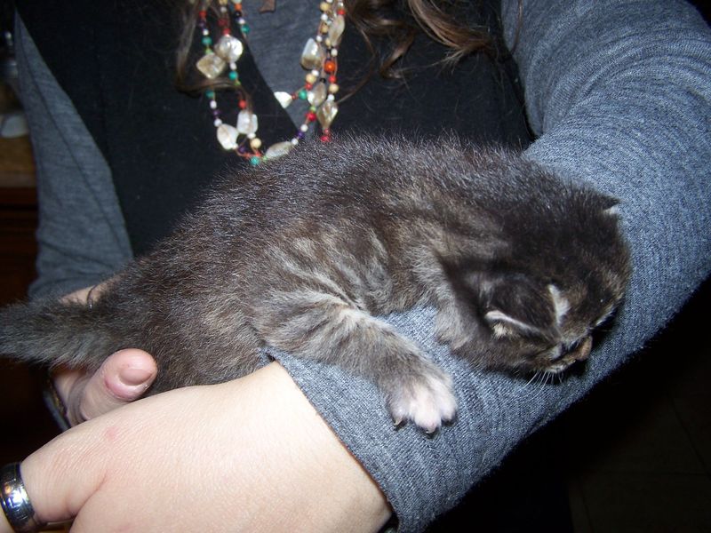 Gatti Norvegesi - cuccioli