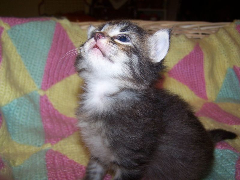 Gatti Norvegesi - cuccioli