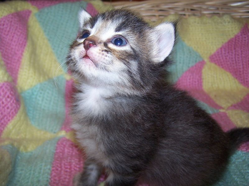 Gatti Norvegesi - cuccioli