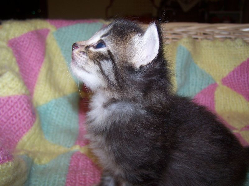 Gatti Norvegesi - cuccioli