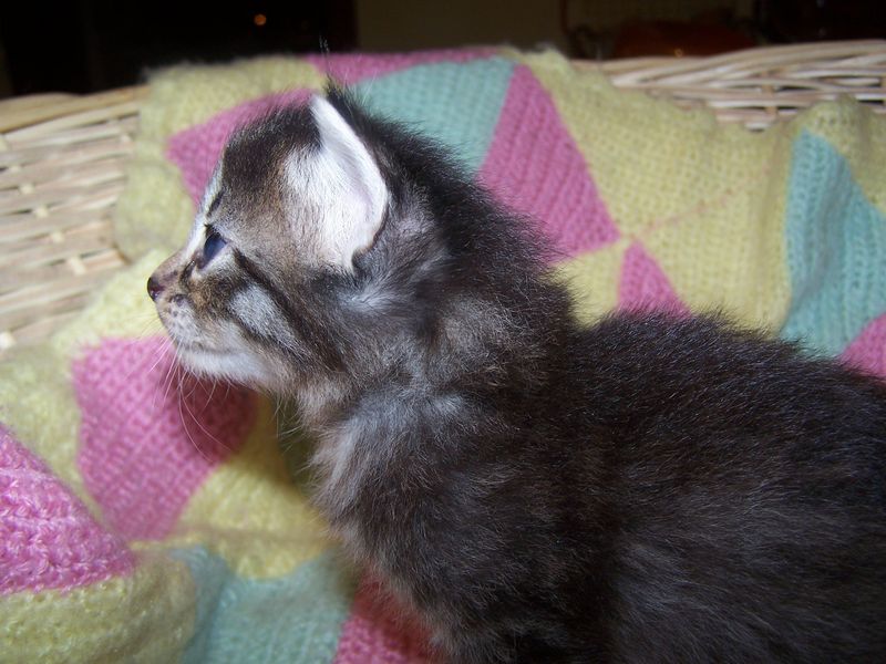 Gatti Norvegesi - cuccioli