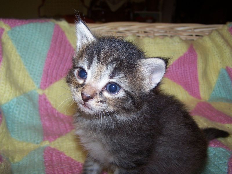 Gatti Norvegesi - cuccioli