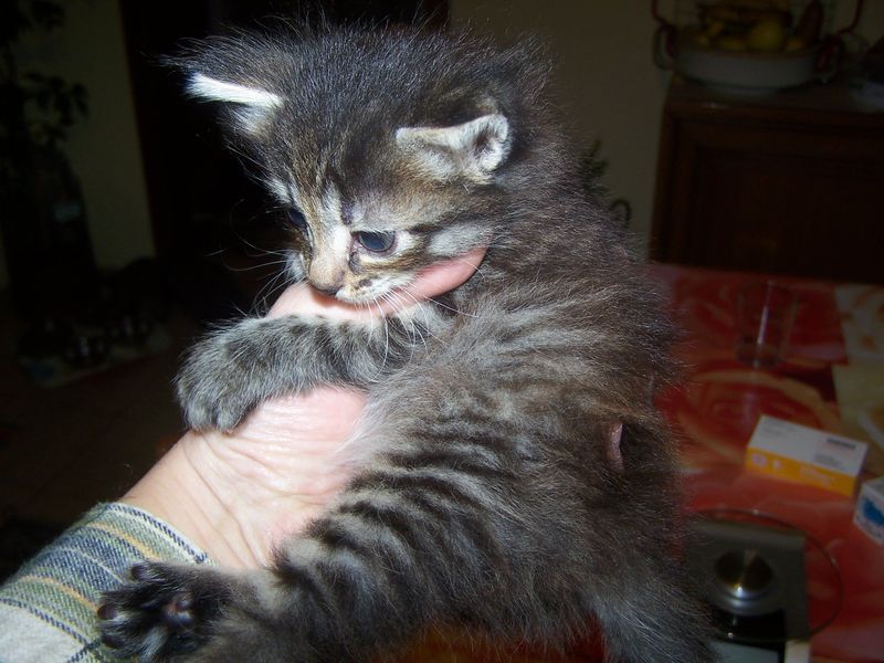 Gatti Norvegesi - cuccioli