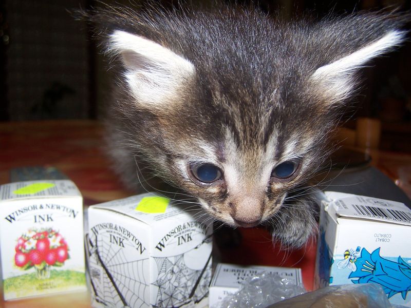 Gatti Norvegesi - cuccioli