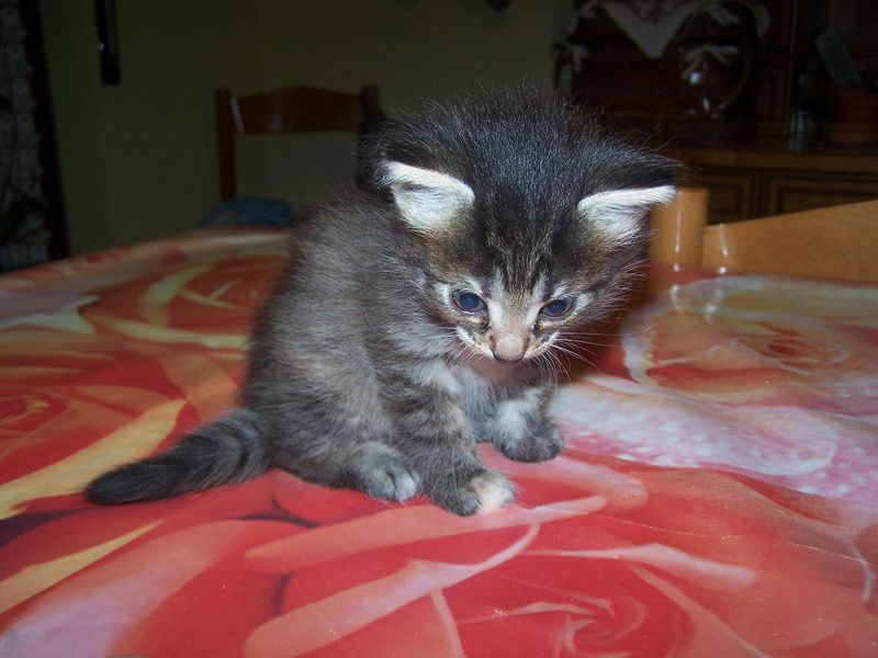 Gatti Norvegesi - cuccioli