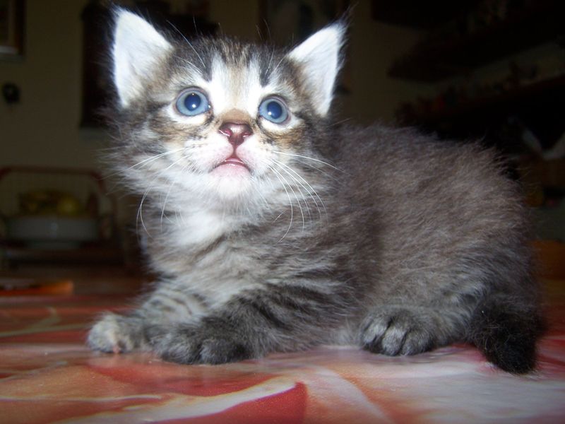 Gatti Norvegesi - cuccioli