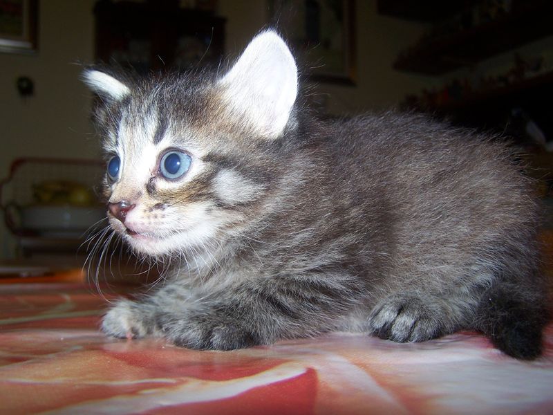 Gatti Norvegesi - cuccioli