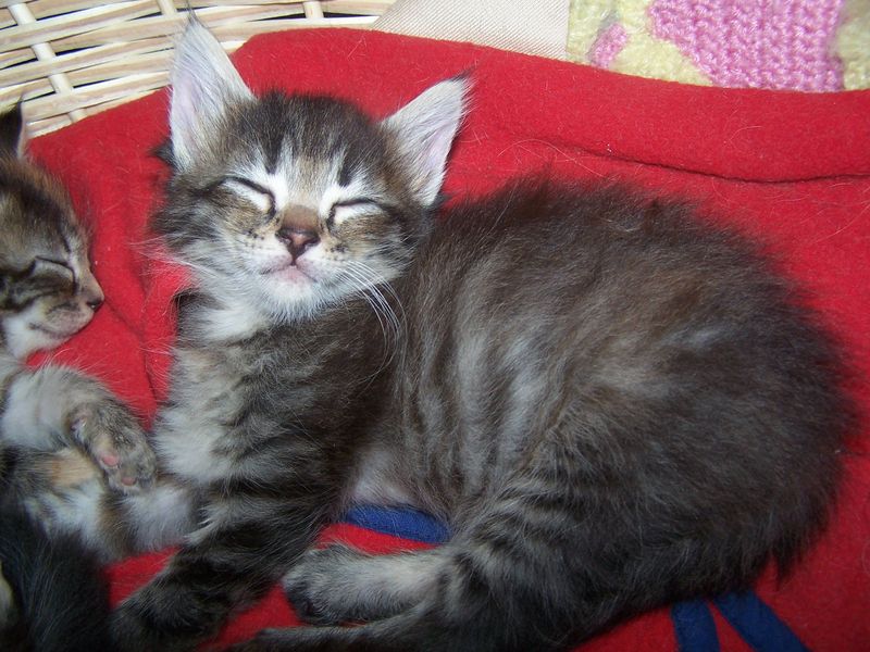 Gatti Norvegesi - cuccioli