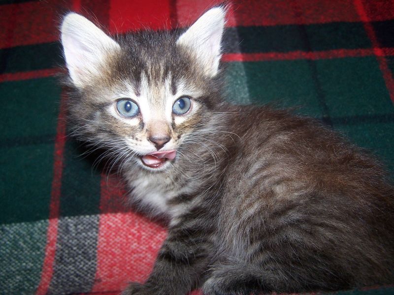 Gatti Norvegesi - cuccioli