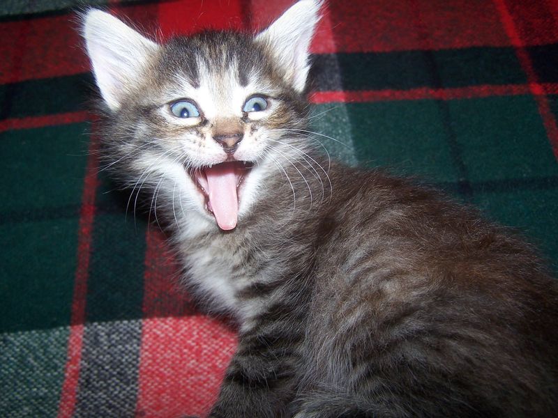 Gatti Norvegesi - cuccioli