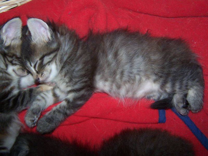 Gatti Norvegesi - cuccioli