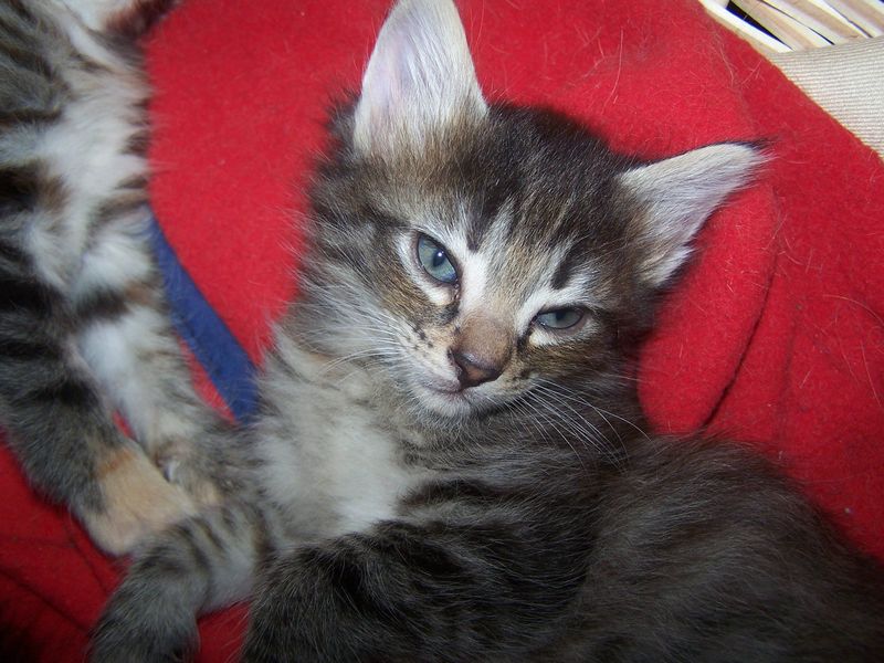 Gatti Norvegesi - cuccioli