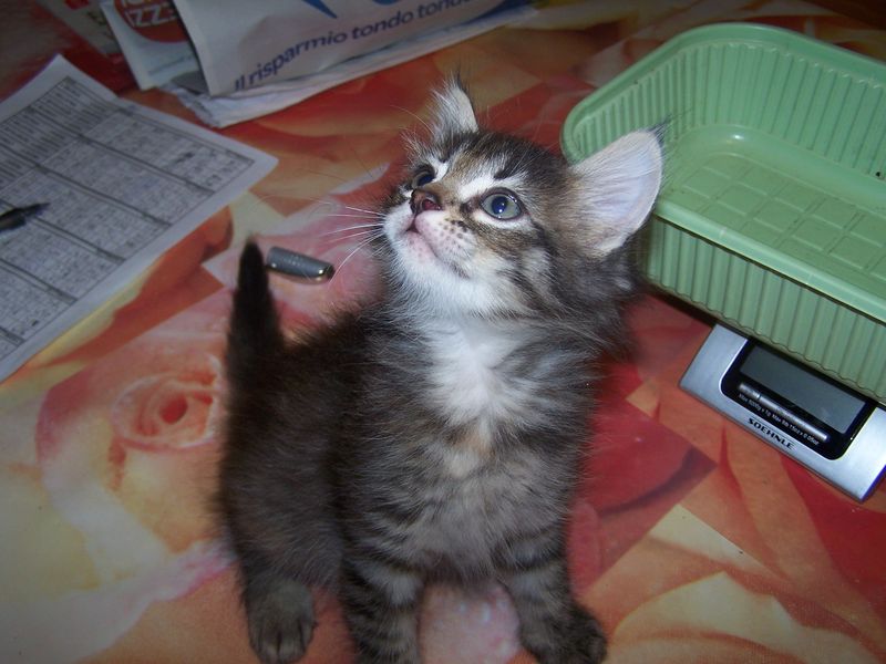 Gatti Norvegesi - cuccioli