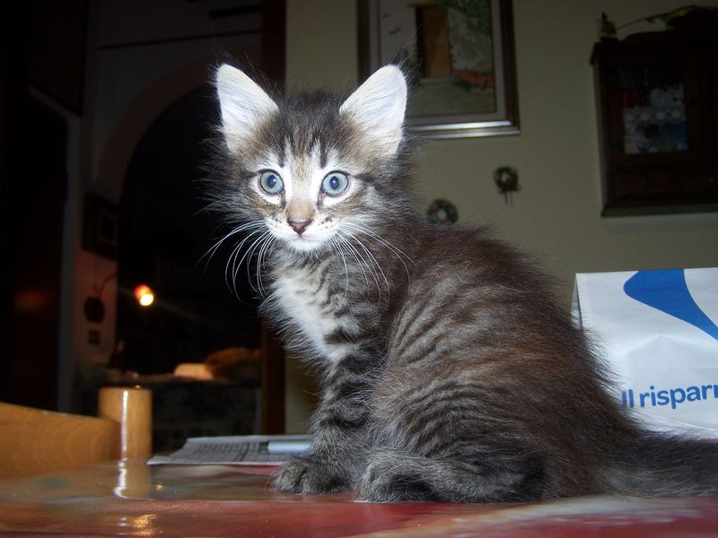 Gatti Norvegesi - cuccioli