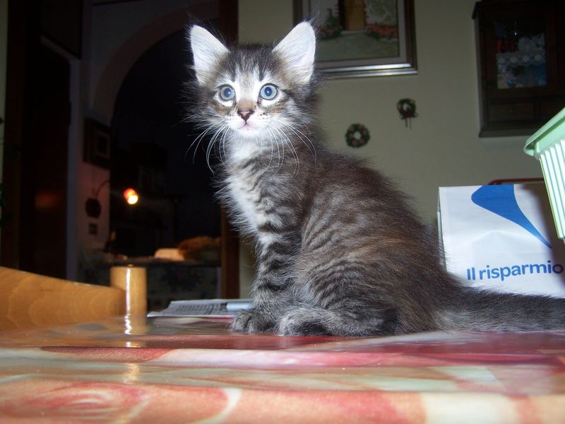 Gatti Norvegesi - cuccioli