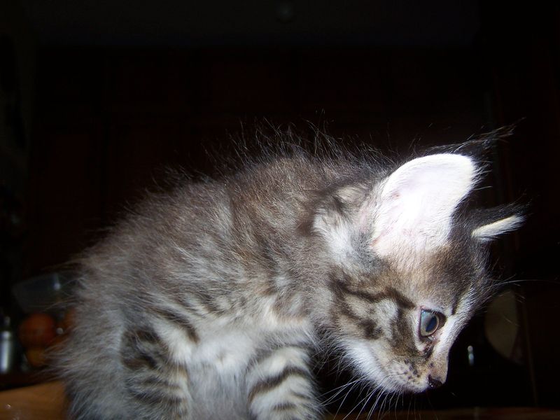 Gatti Norvegesi - cuccioli