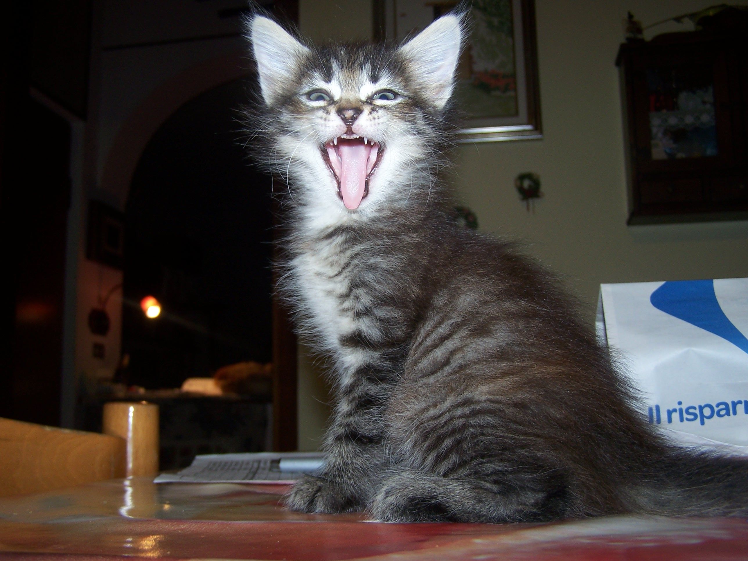 Gatti Norvegesi - cuccioli