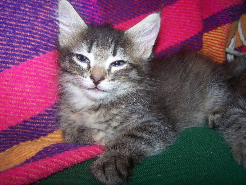 Gatti Norvegesi - cuccioli