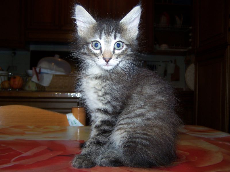 Gatti Norvegesi - cuccioli