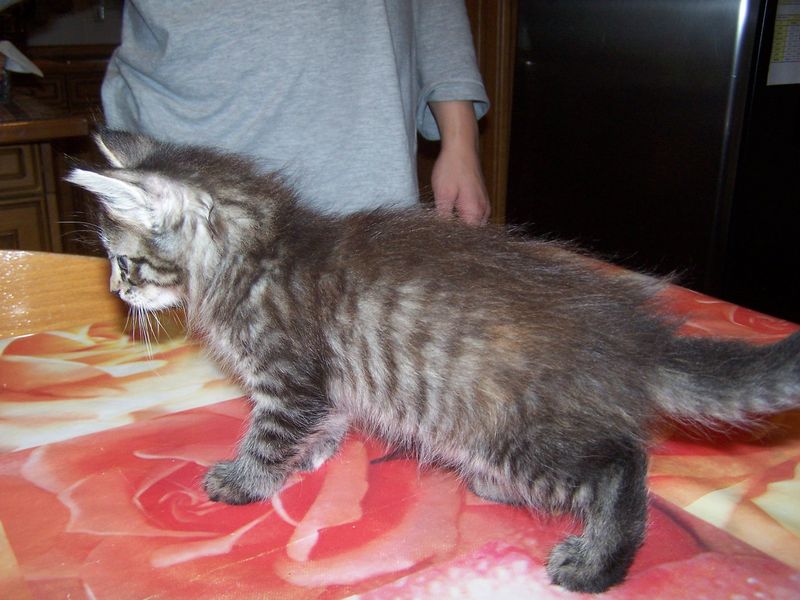 Gatti Norvegesi - cuccioli