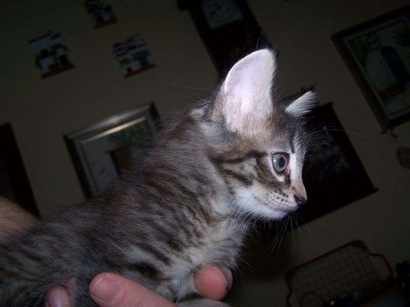 Gatti Norvegesi - cuccioli