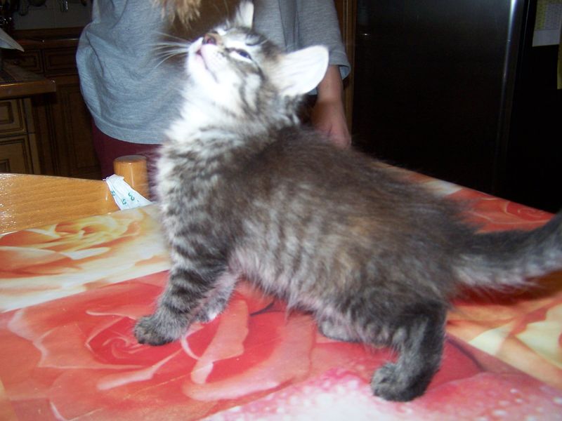 Gatti Norvegesi - cuccioli
