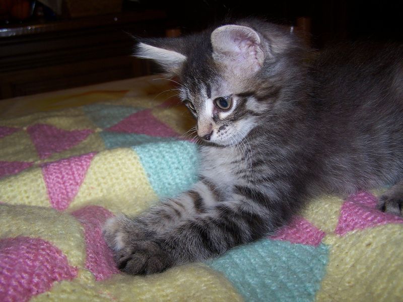 Gatti Norvegesi - cuccioli