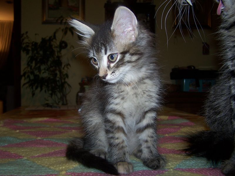 Gatti Norvegesi - cuccioli