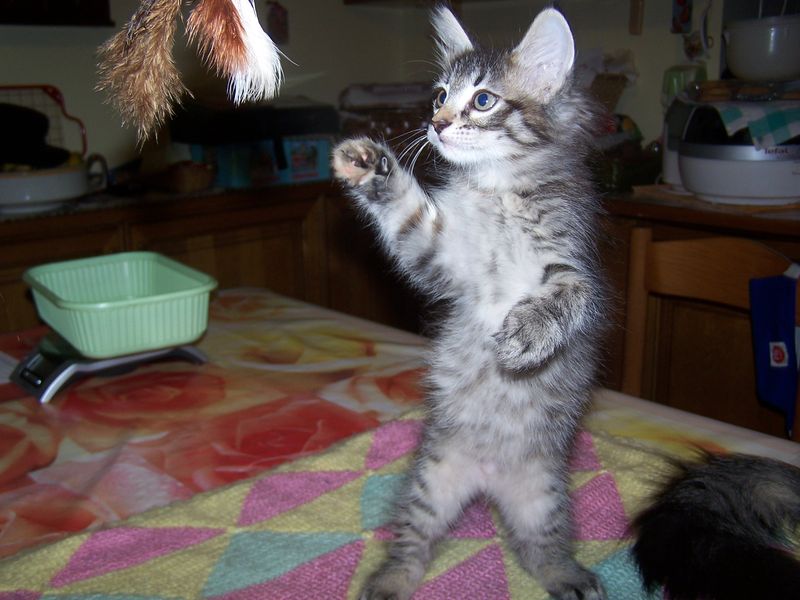 Gatti Norvegesi - cuccioli