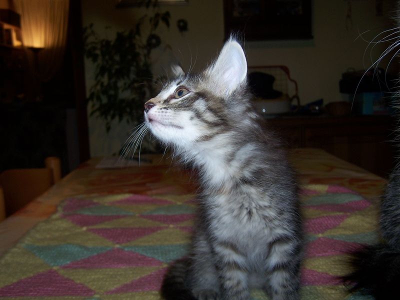 Gatti Norvegesi - cuccioli