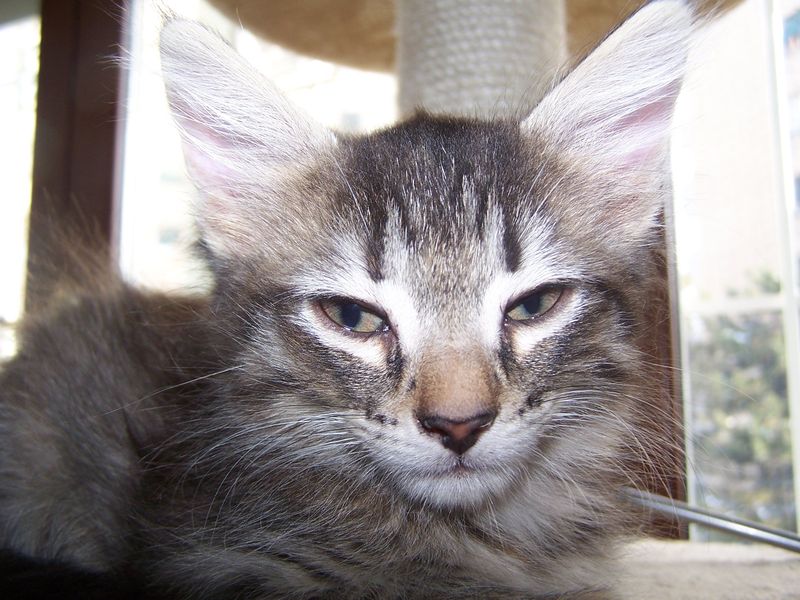 Gatti Norvegesi - cuccioli