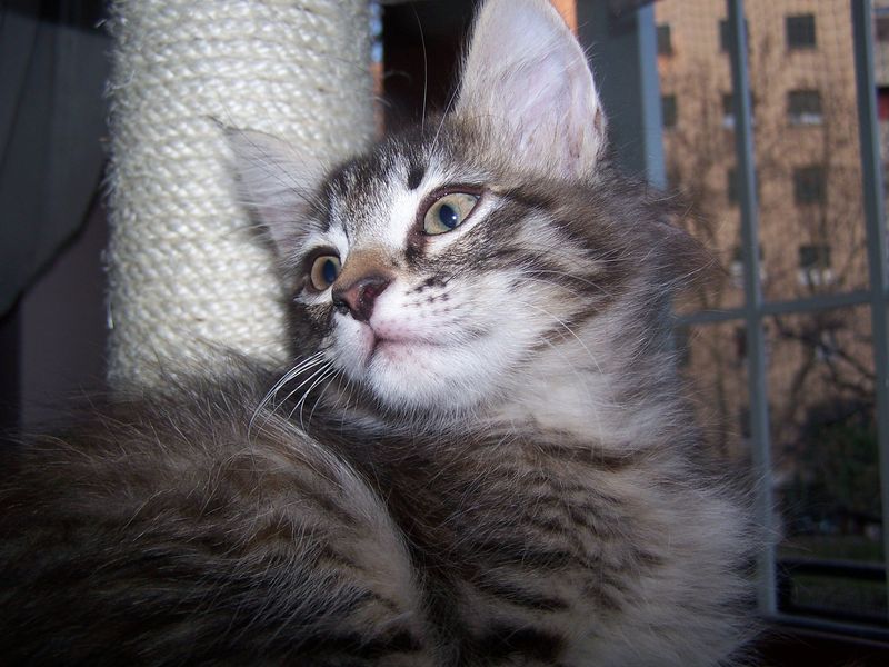 Gatti Norvegesi - cuccioli