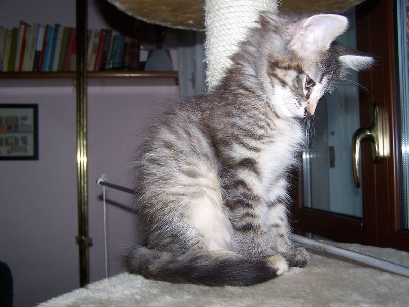Gatti Norvegesi - cuccioli
