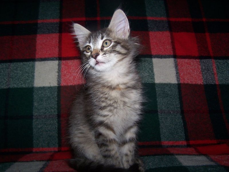 Gatti Norvegesi - cuccioli